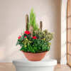 Cyclamen Blanc — fleurs de deuil livrees a Paris